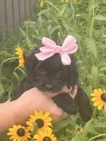 Mabel, a female Cockapoo for sale in Anderson, AL – 1 of 3