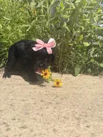 Mabel, a female Cockapoo for sale in Anderson, AL – 2 of 3