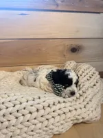 Johnny , a male Cockapoo for sale in Anderson, AL – 3 of 3