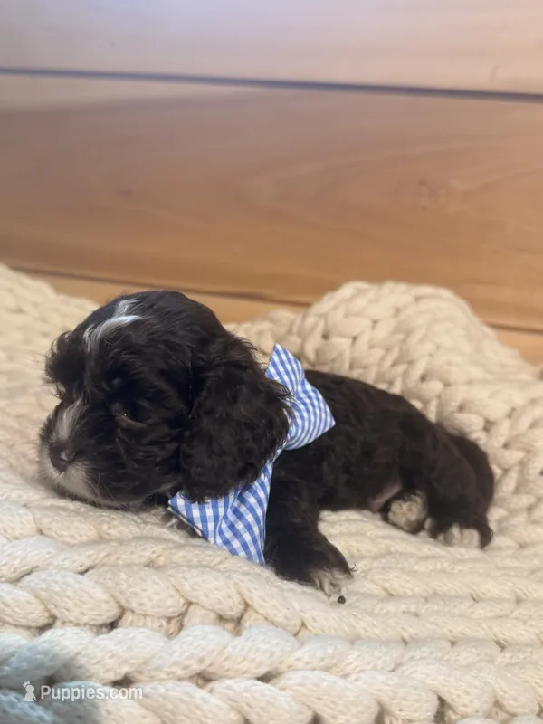 Tucker – Cockapoo puppy for sale in Anderson, AL