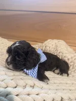 Tucker, a male Cockapoo for sale in Anderson, AL – 1 of 3