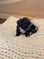 Tucker, a male Cockapoo for sale in Anderson, AL – 3 of 3