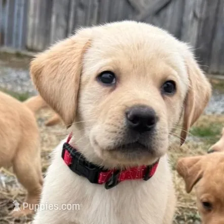 Ketchup, a male Labrador Retriever for sale in Millersville, PA – Photo 2 of 2