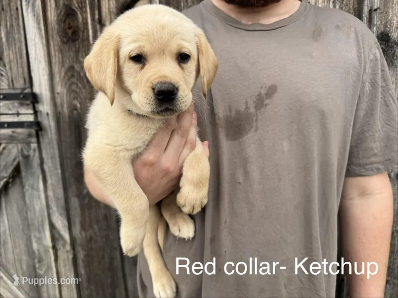 Ketchup – Labrador Retriever puppy for sale in Millersville, PA