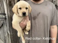 Ketchup, a male Labrador Retriever for sale in Millersville, PA – Photo 1 of 2