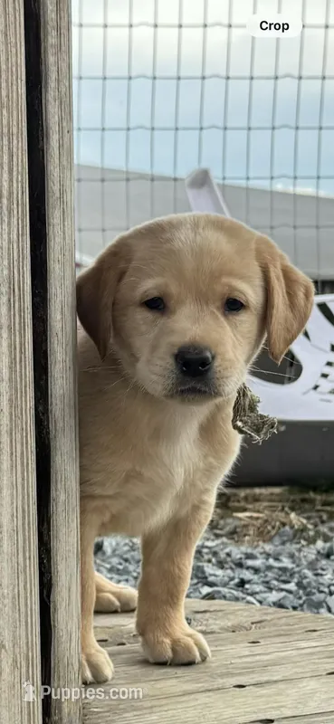 Noodle – Labrador Retriever puppy for sale in Millersville, PA