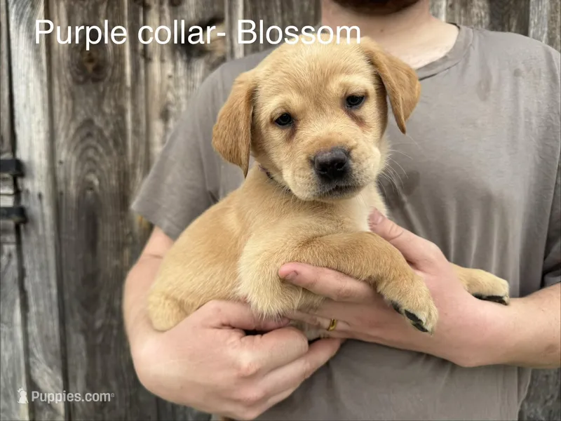 Blossom – Labrador Retriever puppy for sale in Millersville, PA