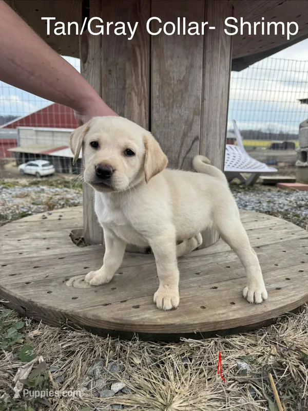 Shrimp – Labrador Retriever puppy for sale in Millersville, PA