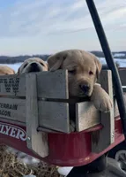 Waffle, a male Labrador Retriever for sale in Millersville, PA – Photo 1 of 2