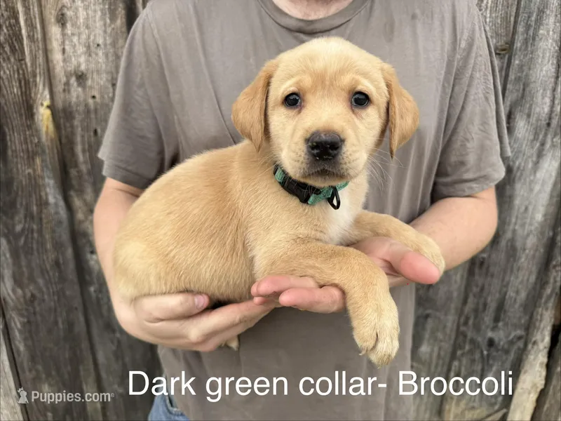 Broccoli – Labrador Retriever puppy for sale in Millersville, PA