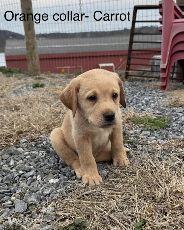 Carrot – Labrador Retriever puppy for sale in Millersville, PA