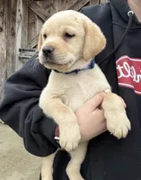 Hiccup, a male Labrador Retriever for sale in Millersville, PA – Photo 1 of 2