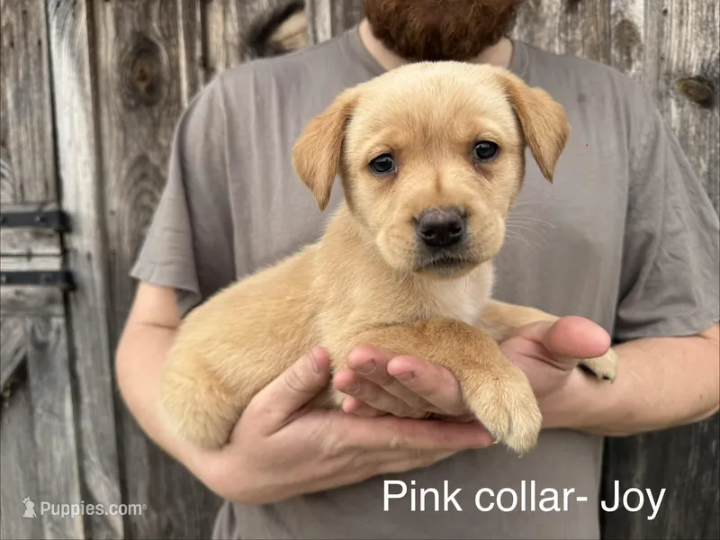 Joy – Labrador Retriever puppy for sale in Millersville, PA