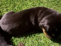 processed/abc4a99f-5ada-4189-bf1c-828f082de8f8/listing/56564097-6966-46c8-9e71-bc70a9656c73/8ee0927b-efcf-43c8-a3ce-e16a49112792