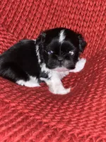 Puppy, a female Shih Tzu for sale in Cleveland, OH – Photo 2 of 10
