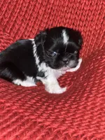 Puppy, a female Shih Tzu for sale in Cleveland, OH – Photo 8 of 10