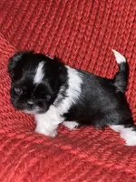 Puppy, a female Shih Tzu for sale in Cleveland, OH – Photo 10 of 10