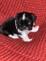 Puppy, a female Shih Tzu for sale in Cleveland, OH – Photo 1 of 10