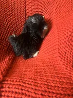 Puppy, a female Shih Tzu for sale in Cleveland, OH – Photo 6 of 10