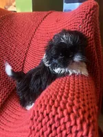 Puppy, a female Shih Tzu for sale in Cleveland, OH – Photo 7 of 10
