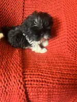 Puppy, a female Shih Tzu for sale in Cleveland, OH – Photo 9 of 10