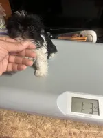 Puppy, a female Shih Tzu for sale in Cleveland, OH – Photo 3 of 10