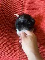 Puppy, a female Shih Tzu for sale in Cleveland, OH – Photo 4 of 10