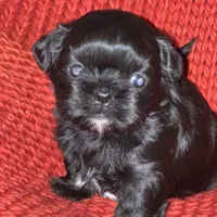 Puppy, a male Shih Tzu for sale in Cleveland, OH – Photo 8 of 10