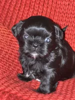 Puppy, a male Shih Tzu for sale in Cleveland, OH – Photo 8 of 10