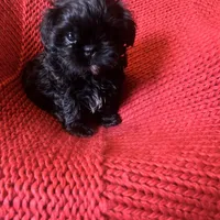 Puppy, a male Shih Tzu for sale in Cleveland, OH – Photo 4 of 10