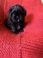 Puppy, a male Shih Tzu for sale in Cleveland, OH – Photo 4 of 10