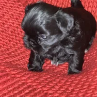 Puppy, a male Shih Tzu for sale in Cleveland, OH – Photo 10 of 10