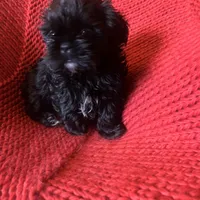 Puppy, a male Shih Tzu for sale in Cleveland, OH – Photo 3 of 10