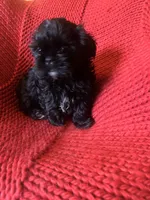 Puppy, a male Shih Tzu for sale in Cleveland, OH – Photo 3 of 10