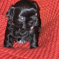 Puppy, a male Shih Tzu for sale in Cleveland, OH – Photo 9 of 10