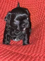 Puppy, a male Shih Tzu for sale in Cleveland, OH – Photo 9 of 10