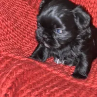 Puppy, a male Shih Tzu for sale in Cleveland, OH – Photo 5 of 10