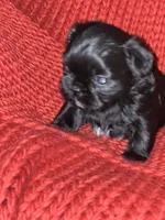 Puppy, a male Shih Tzu for sale in Cleveland, OH – Photo 5 of 10