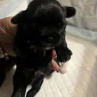 Puppy, a male Shih Tzu for sale in Cleveland, OH – Photo 2 of 10