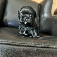 Puppy, a male Shih Tzu for sale in Cleveland, OH – Photo 1 of 10