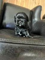 Puppy, a male Shih Tzu for sale in Cleveland, OH – Photo 1 of 10