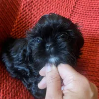Puppy, a male Shih Tzu for sale in Cleveland, OH – Photo 7 of 10