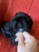 Puppy, a male Shih Tzu for sale in Cleveland, OH – Photo 7 of 10