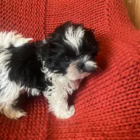 Puppy, a female Shih Tzu for sale in Cleveland, OH – Photo 1 of 10