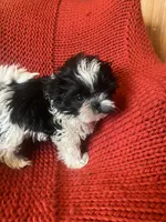Puppy, a male Shih Tzu for sale in Cleveland, OH – Photo 1 of 10
