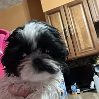 Puppy, a female Shih Tzu for sale in Cleveland, OH – Photo 3 of 10