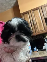 Puppy, a male Shih Tzu for sale in Cleveland, OH – Photo 3 of 10