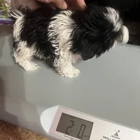 Puppy, a female Shih Tzu for sale in Cleveland, OH – Photo 8 of 10