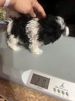 Puppy, a male Shih Tzu for sale in Cleveland, OH – Photo 8 of 10