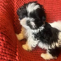 Puppy, a female Shih Tzu for sale in Cleveland, OH – Photo 7 of 10